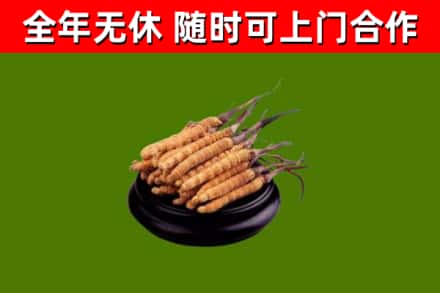 绥滨烟酒回收冬虫夏草.jpg
